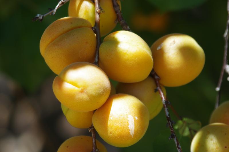 3 Bedroom Property for Sale in Citrusdal Western Cape